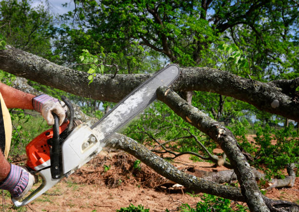 Best Tree Removal Contractors  in Painesville, OH